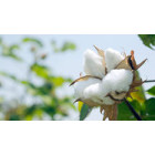 Custom Natural products