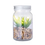 KYALA - Decorative Plant
