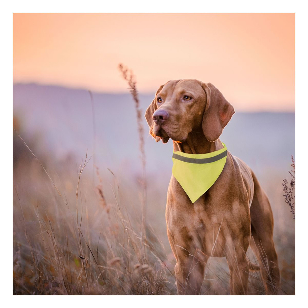 BIPOLS - Bandana Pet Collar