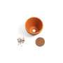 ANETHUM - Clay pot with dill ANETHUM - Clay pot with dill